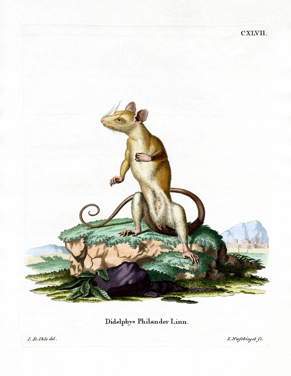 Opossum laineux à queue nue - German School