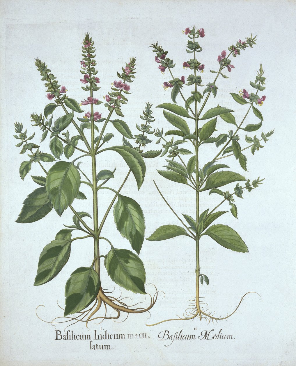 Basilic, de Hortus Eystettensis, par Basil Besler (1561-1629), pub. 1613 - German School