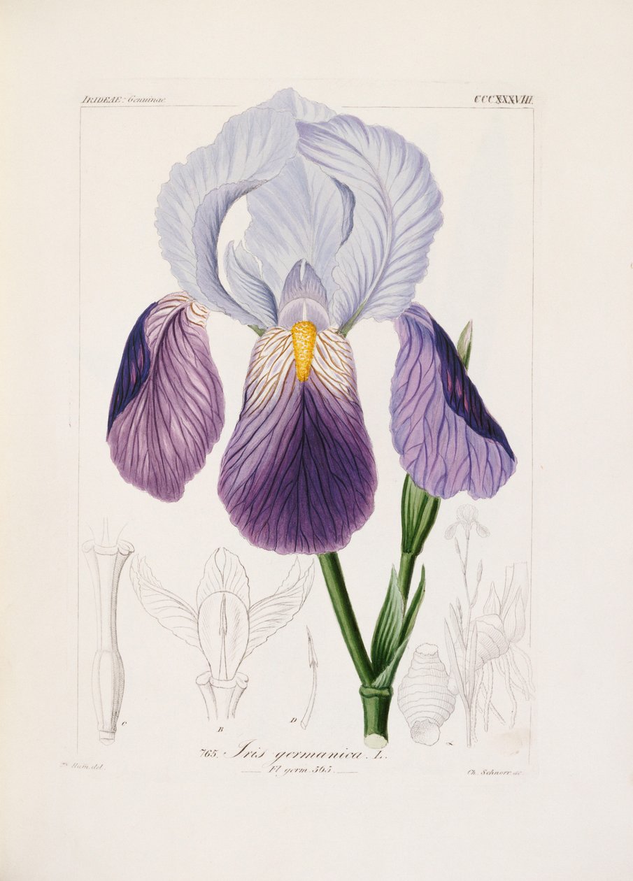 Iris barbu, gravé par Ch. Schnorr (lithographie coloriée à la main) - German School