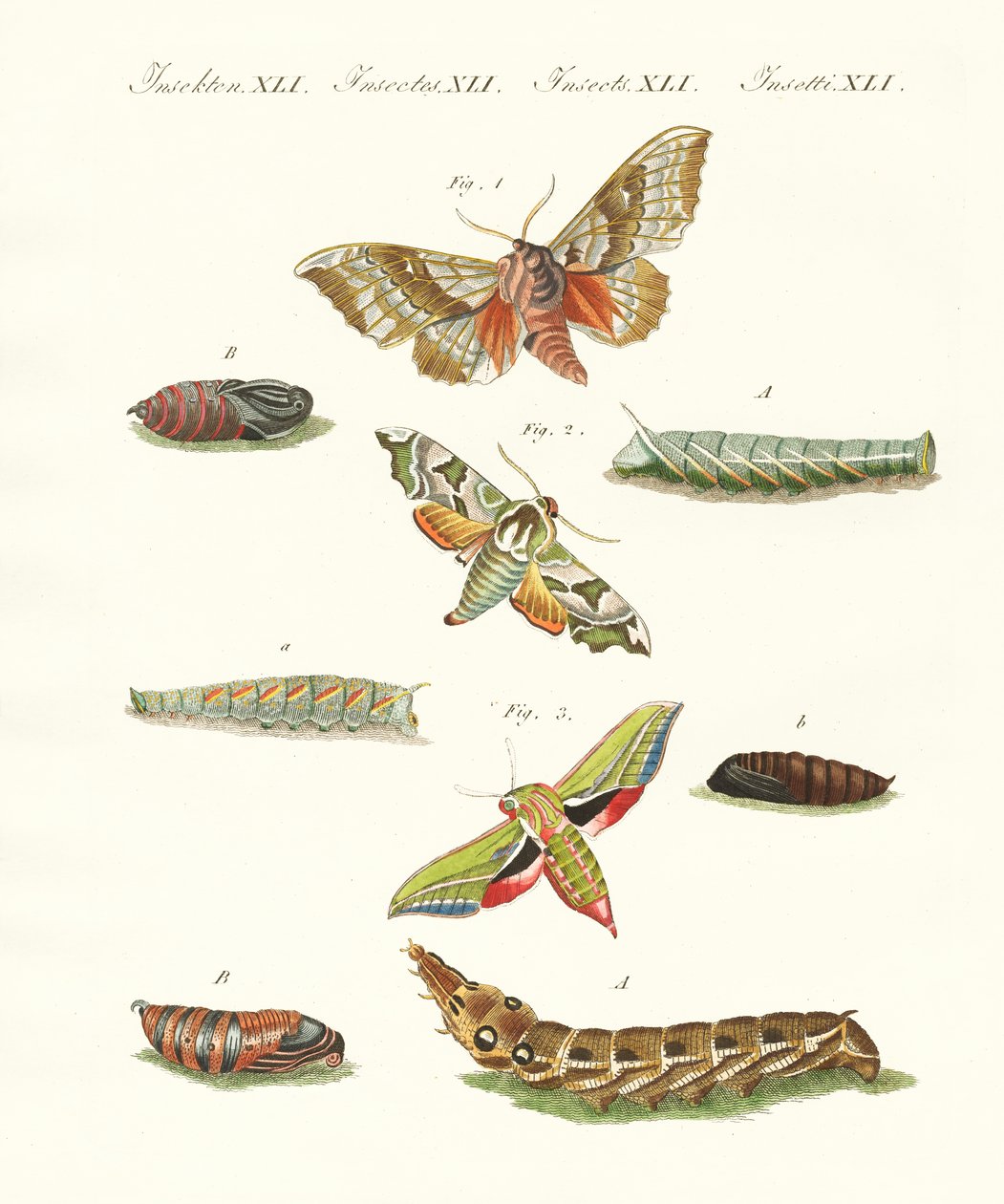 Beaux papillons crépusculaires allemands - German School