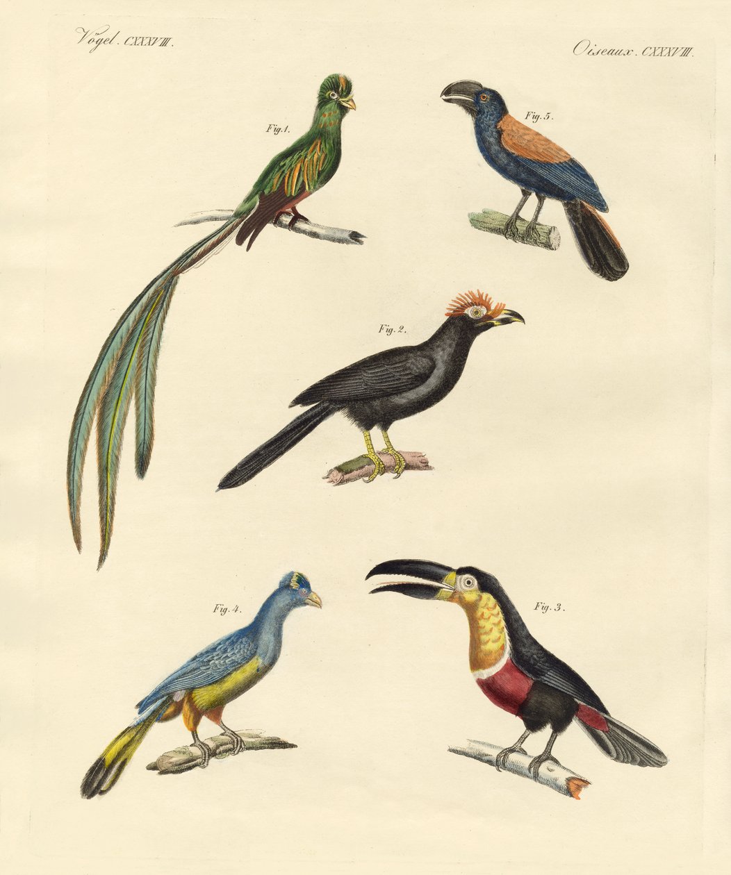 Beaux et nouveaux oiseaux grimpeurs - German School