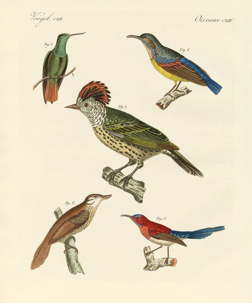 Oiseaux magnifiques et étranges - German School