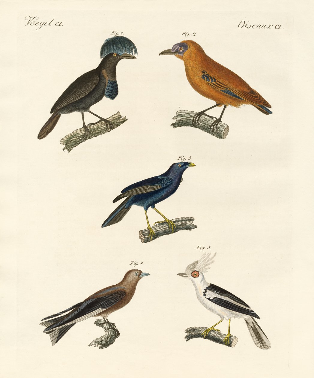 Oiseaux magnifiques - German School