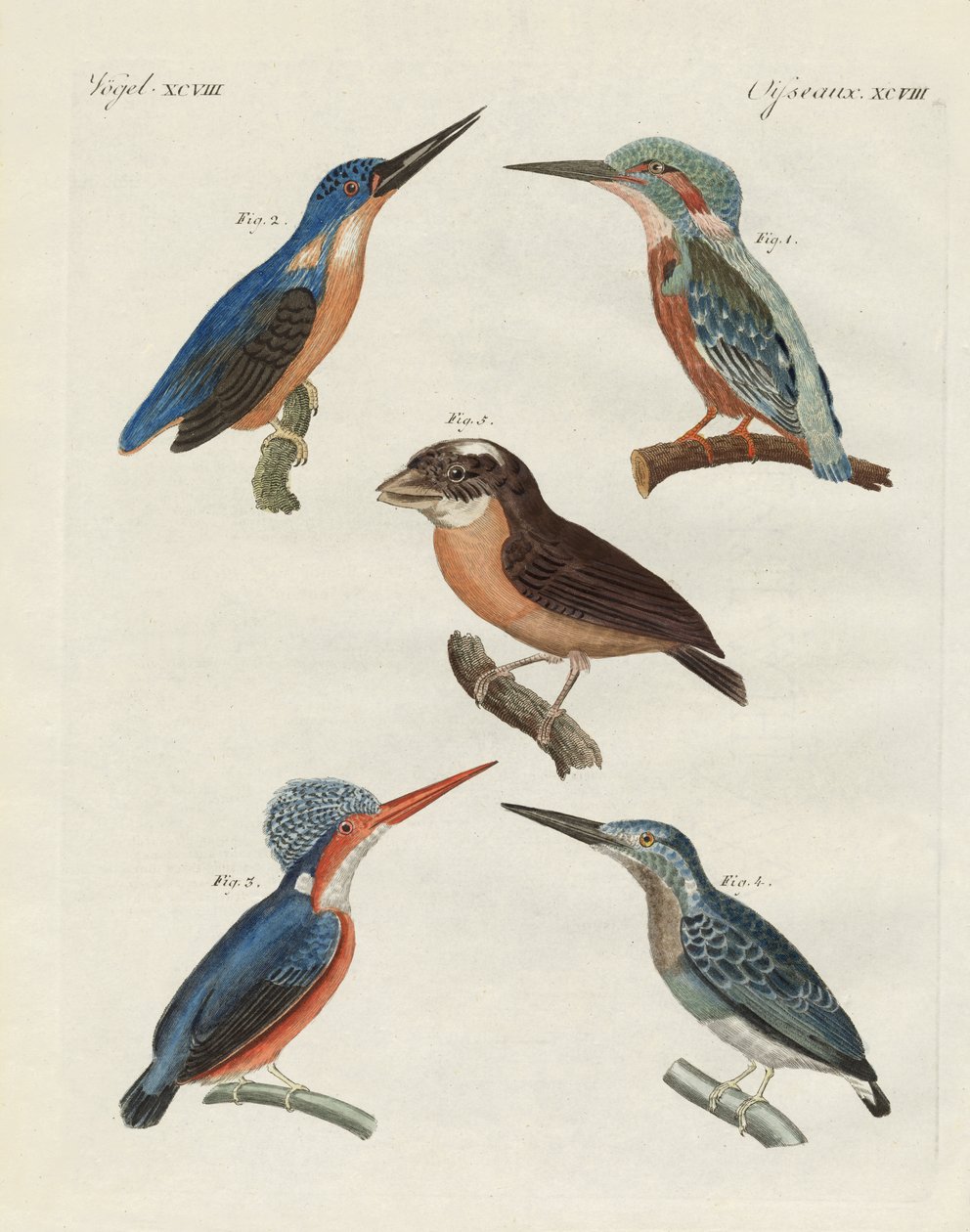 Oiseaux magnifiques - German School