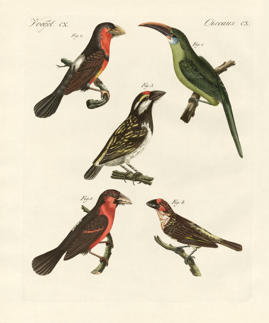 Oiseaux grimpeurs magnifiques - German School