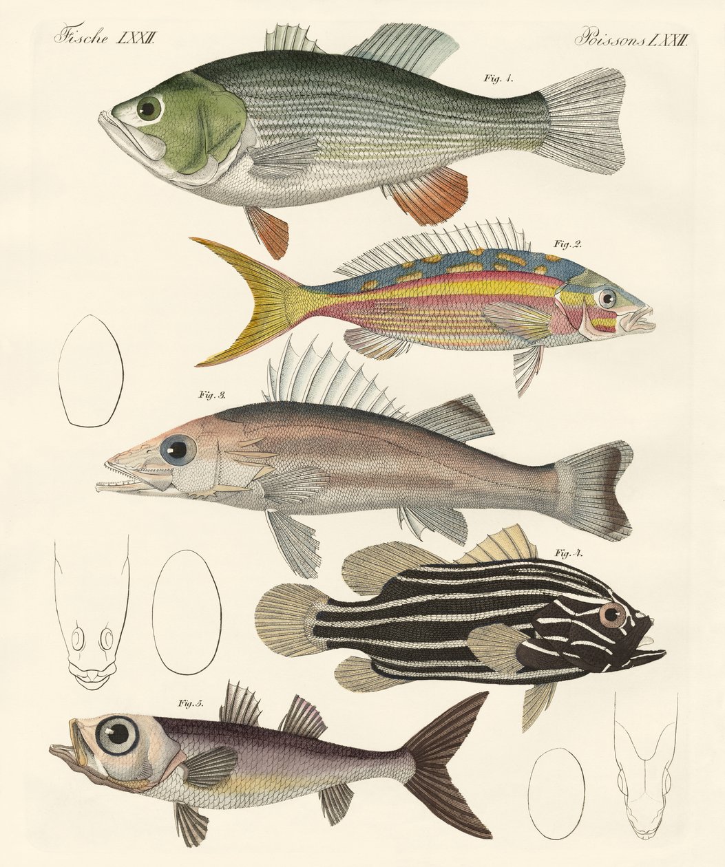Beaux poissons - German School