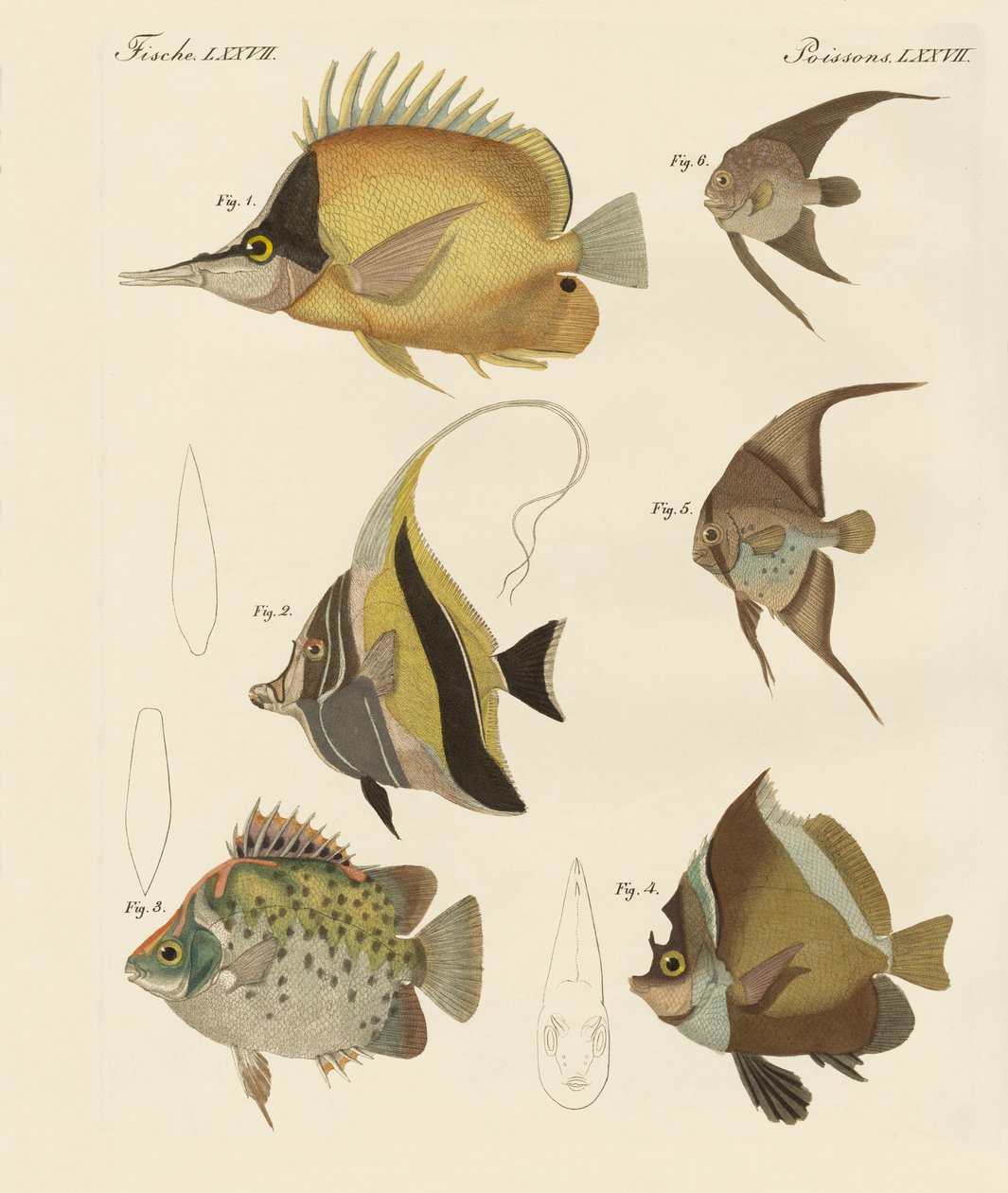 Beaux poissons - German School
