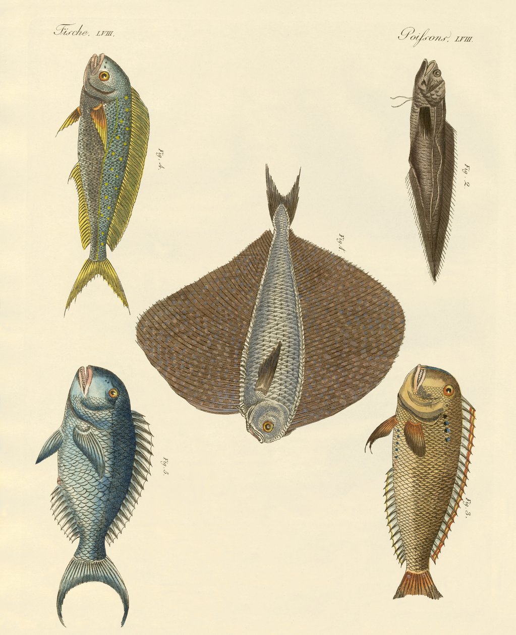 Poissons magnifiques - German School