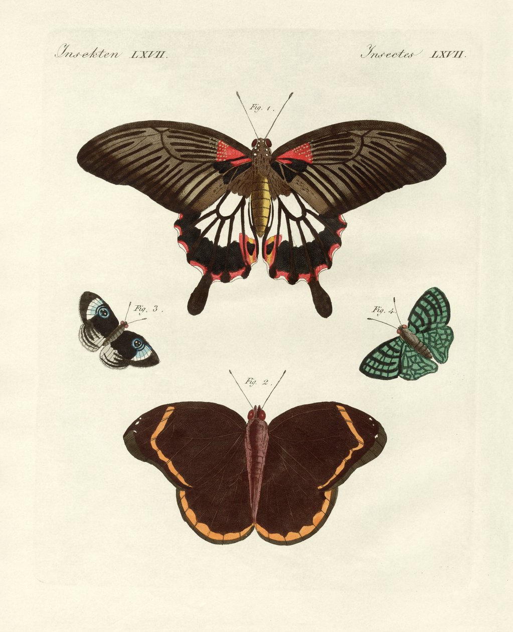 Belles papillons étrangers - German School