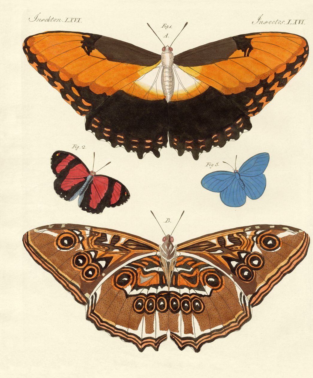 Beaux papillons étrangers - German School