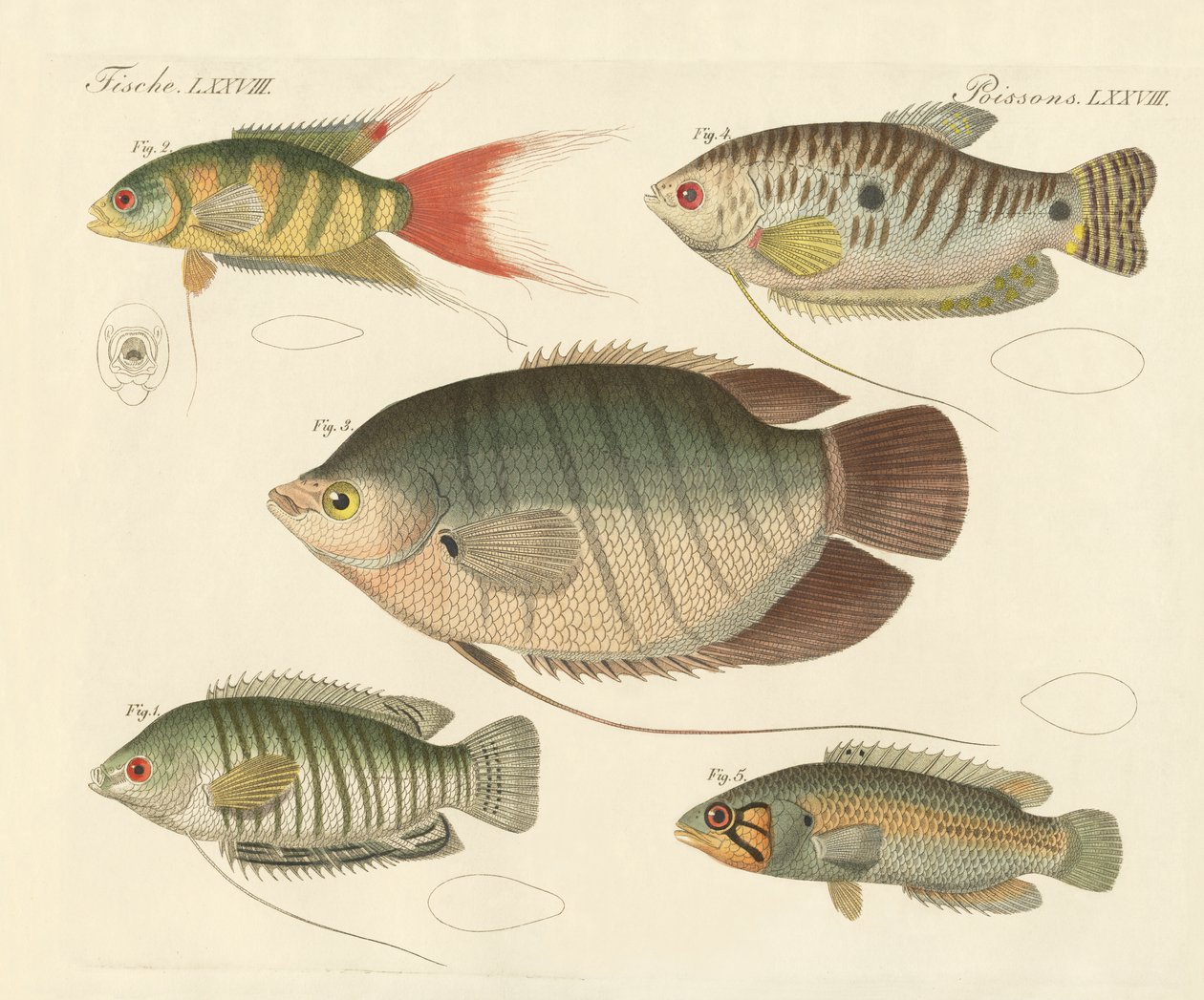 Beaux nouveaux poissons - German School