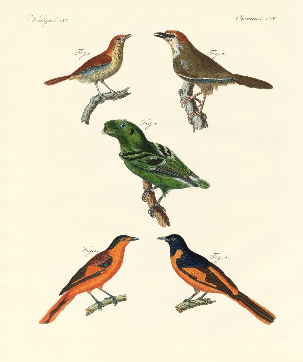 Oiseaux étrangers beaux et étranges - German School