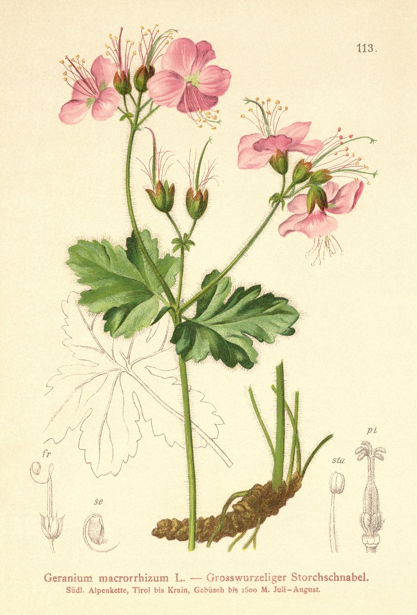Géranium à grosses racines (Geranium macrorrhizum) - German School