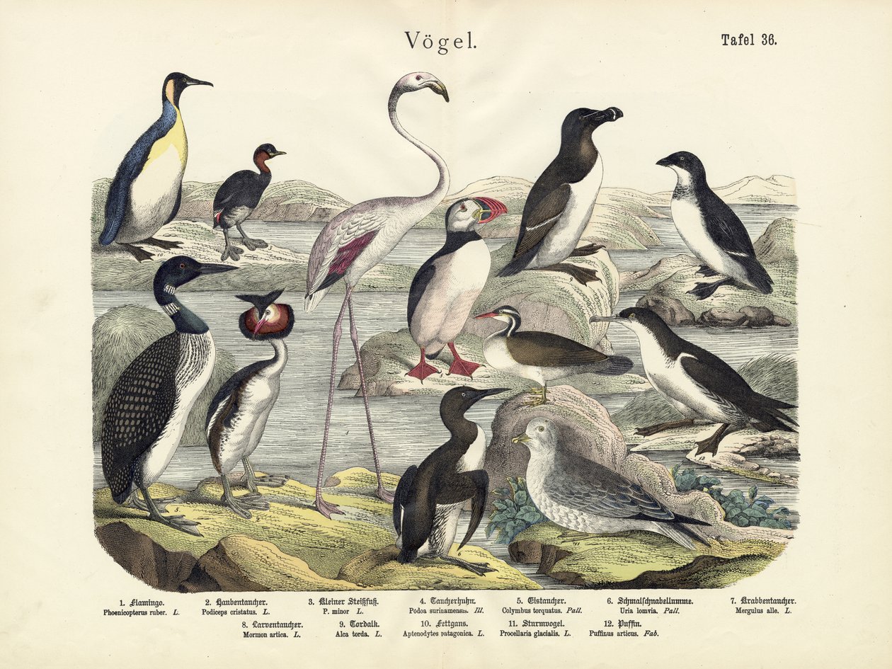 Oiseaux, vers 1860 - German School