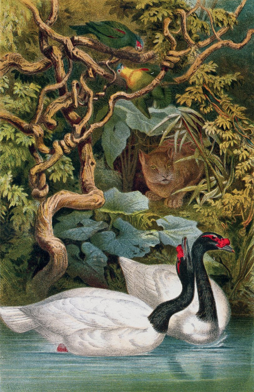 Cygne à cou noir, planche de Brehms Tierleben: Allgemeine Kunde des Tierreichs, vol.6, p.598, publié par Bibliographisches Institut, 1892 - German School