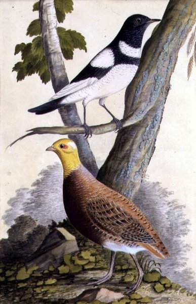 Grive à gorge noire (Turdus ruficollis) et perdrix (Perdix perdix), vers 1740 - German School