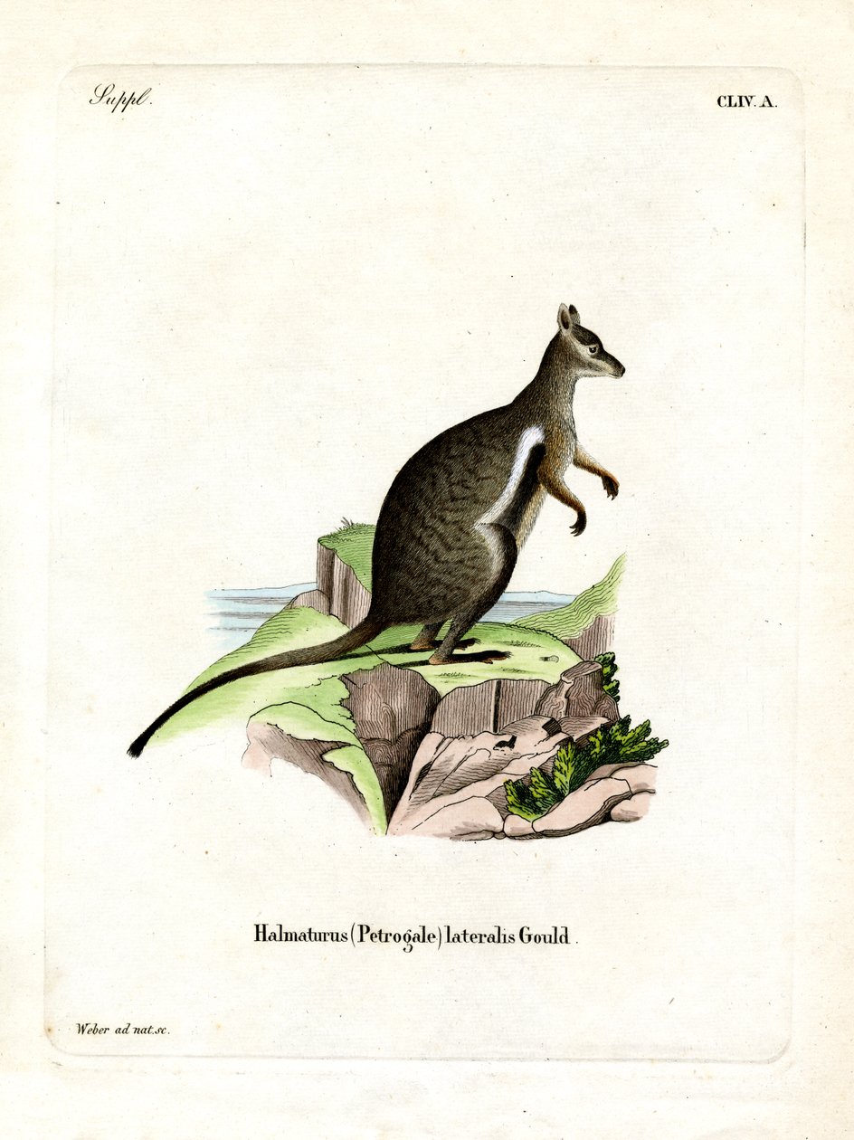 Wallaby des rochers à pieds noirs - German School