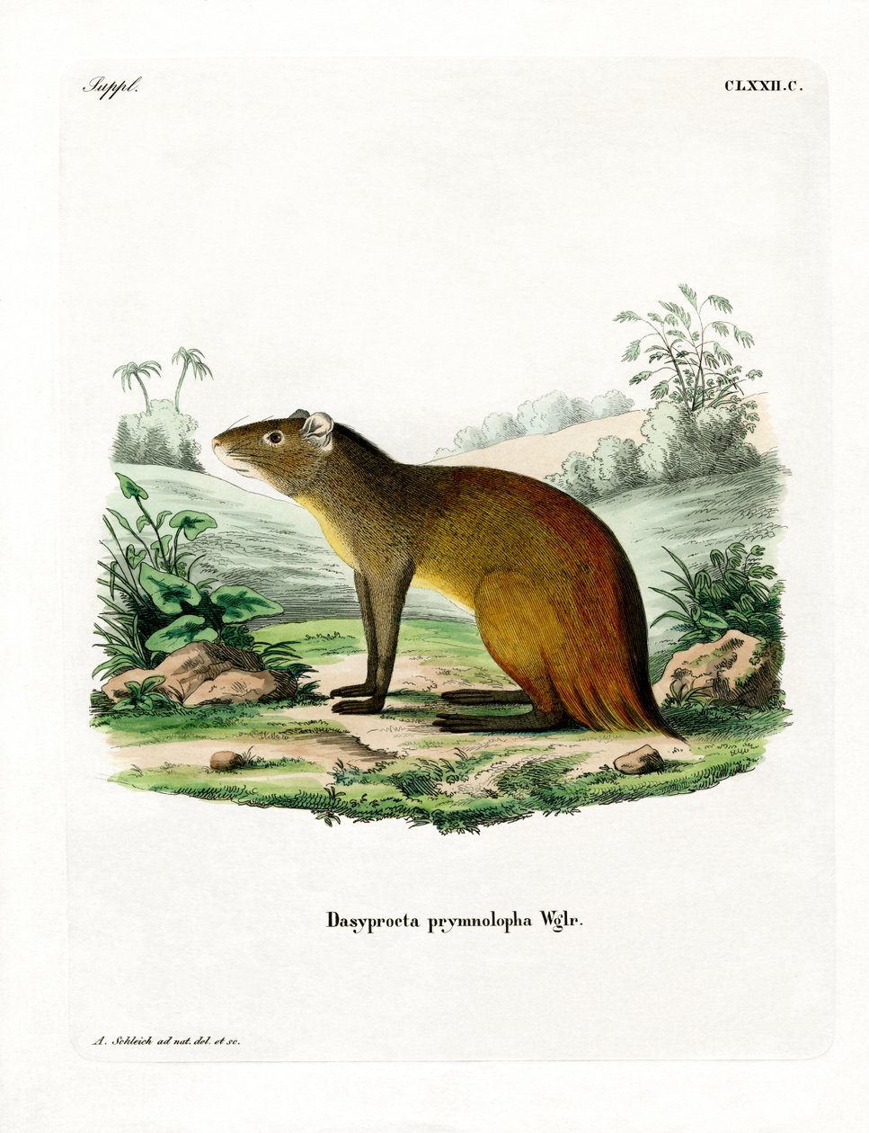 Agouti à croupe noire - German School