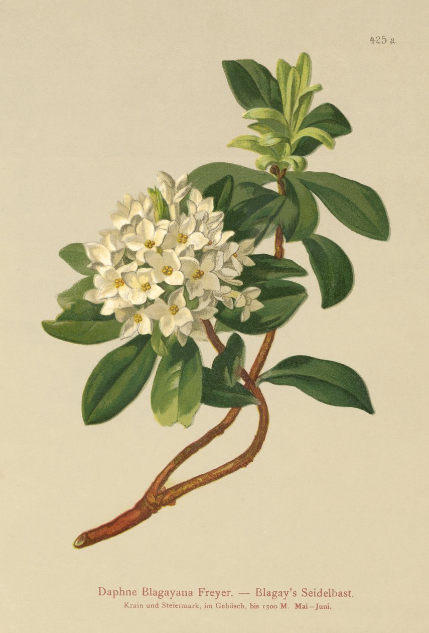 Daphné de Blagay (Daphne Blagayana Freyer) - German School