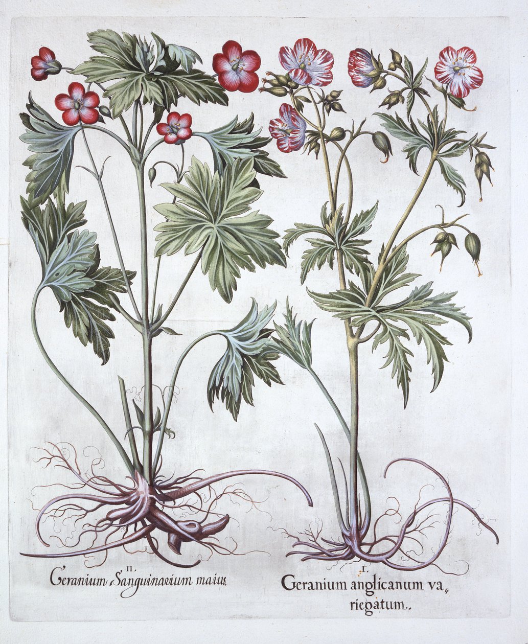 Bloody Cranesbill et Bigroot Cranesbill, de Hortus Eystettensis, par Basil Besler, pub. 1613 - German School