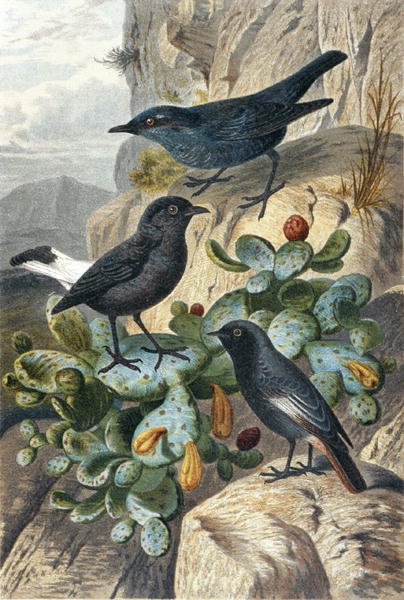 Merle bleu, traquet noir et rougequeue, planche de "Brehms Tierleben : Connaissance générale du règne animal", vol 4, p. 57, publié par Bibliographisches Institut - German School