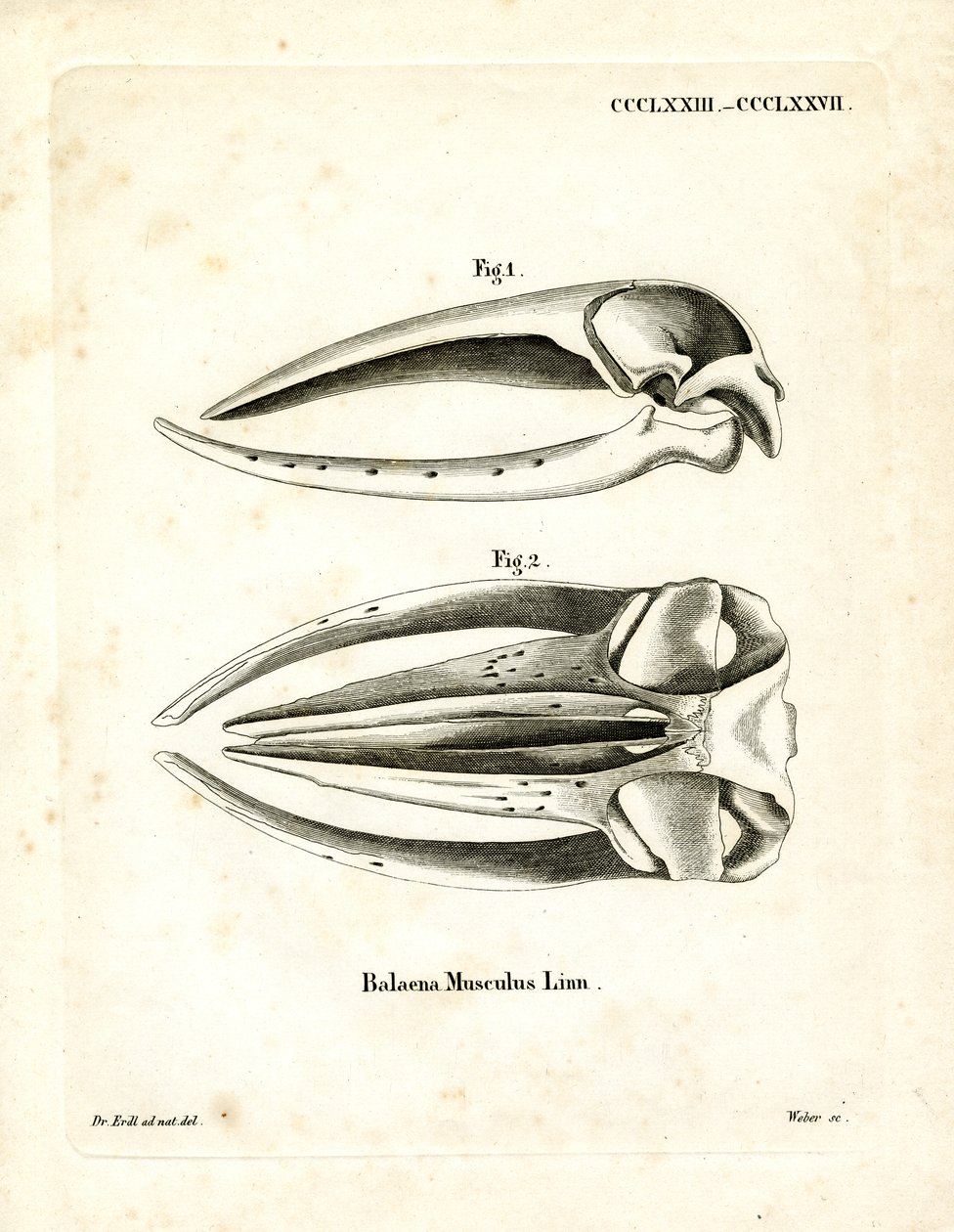 Crâne de Baleine Bleue - German School