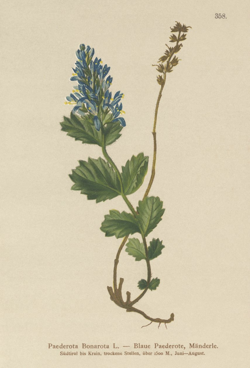 Paederota bleuâtre - German School