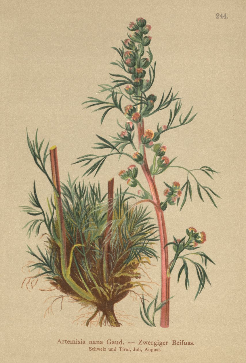 Armoise boréale (Artemisia nana, Artemisia borealis) - German School