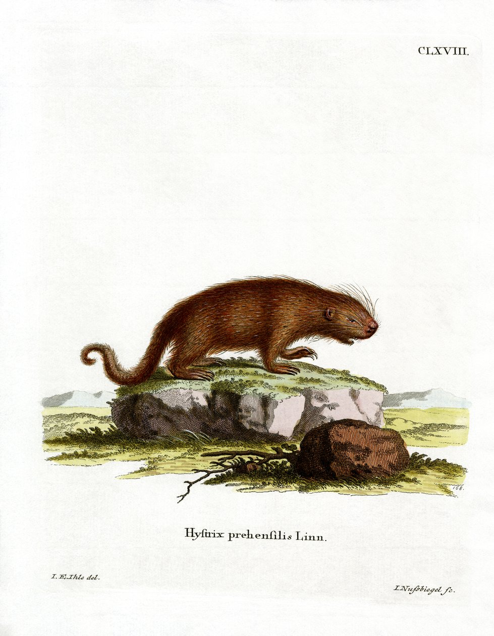 Porc-épic brésilien - German School