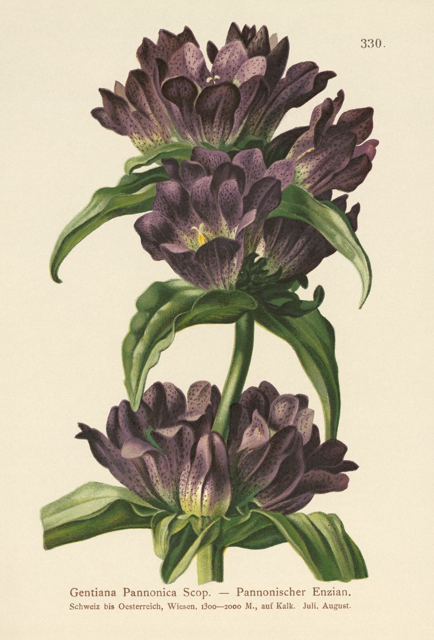 Gentiane brune (Gentiana Pannonica) - German School