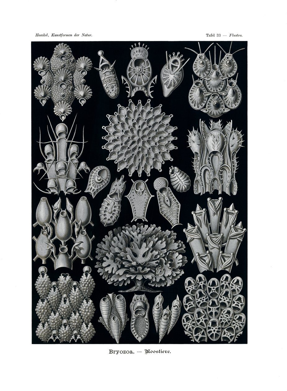 Bryozoa, 1899-1904 - German School