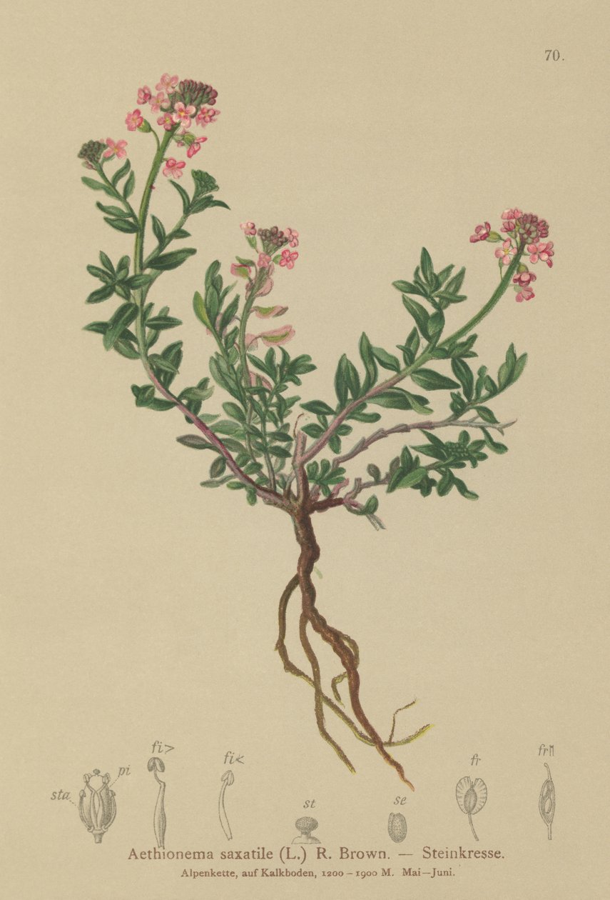 Aéthionème des rochers (Aethionema saxatile, Thlaspi saxatile) - German School