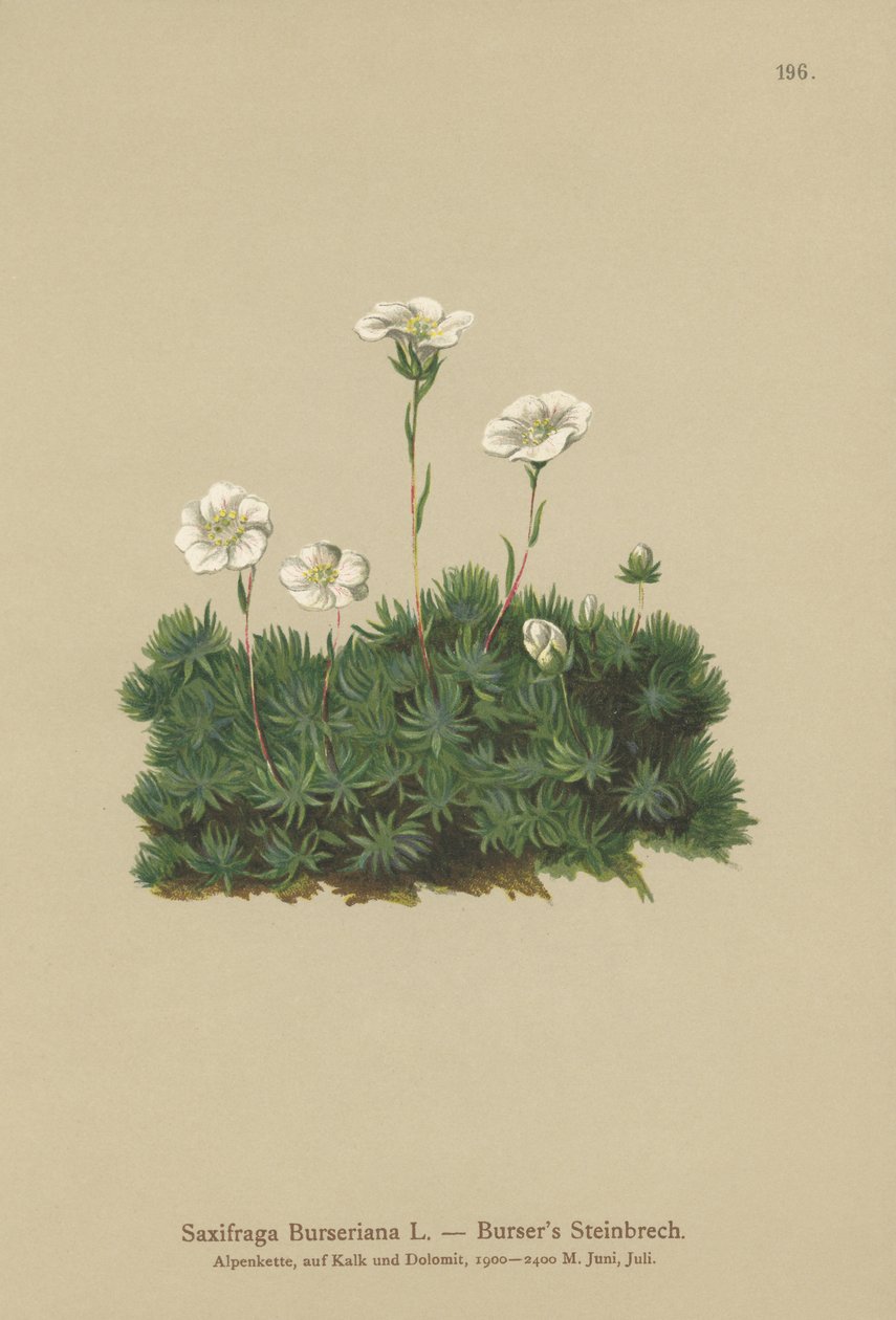 Saxifrage de Burser (Saxifraga Burseriana) - German School