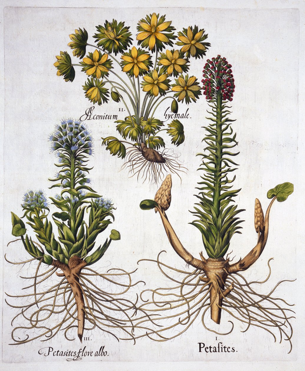Butterburs et Winter Aconite, de Hortus Eystettensis, par Basil Besler, pub. 1613 - German School