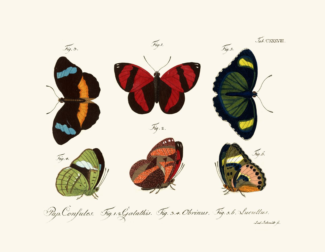 Papillons - German School