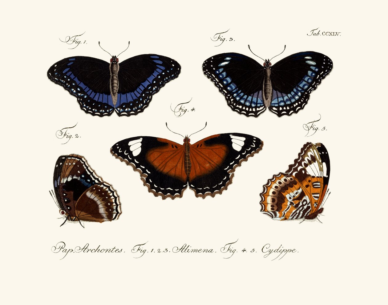 Papillons - German School