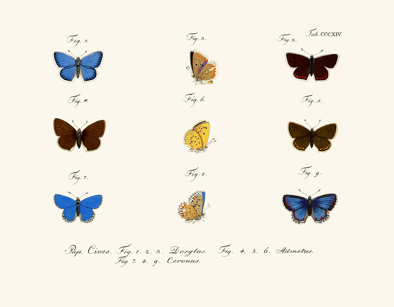 Papillons - German School