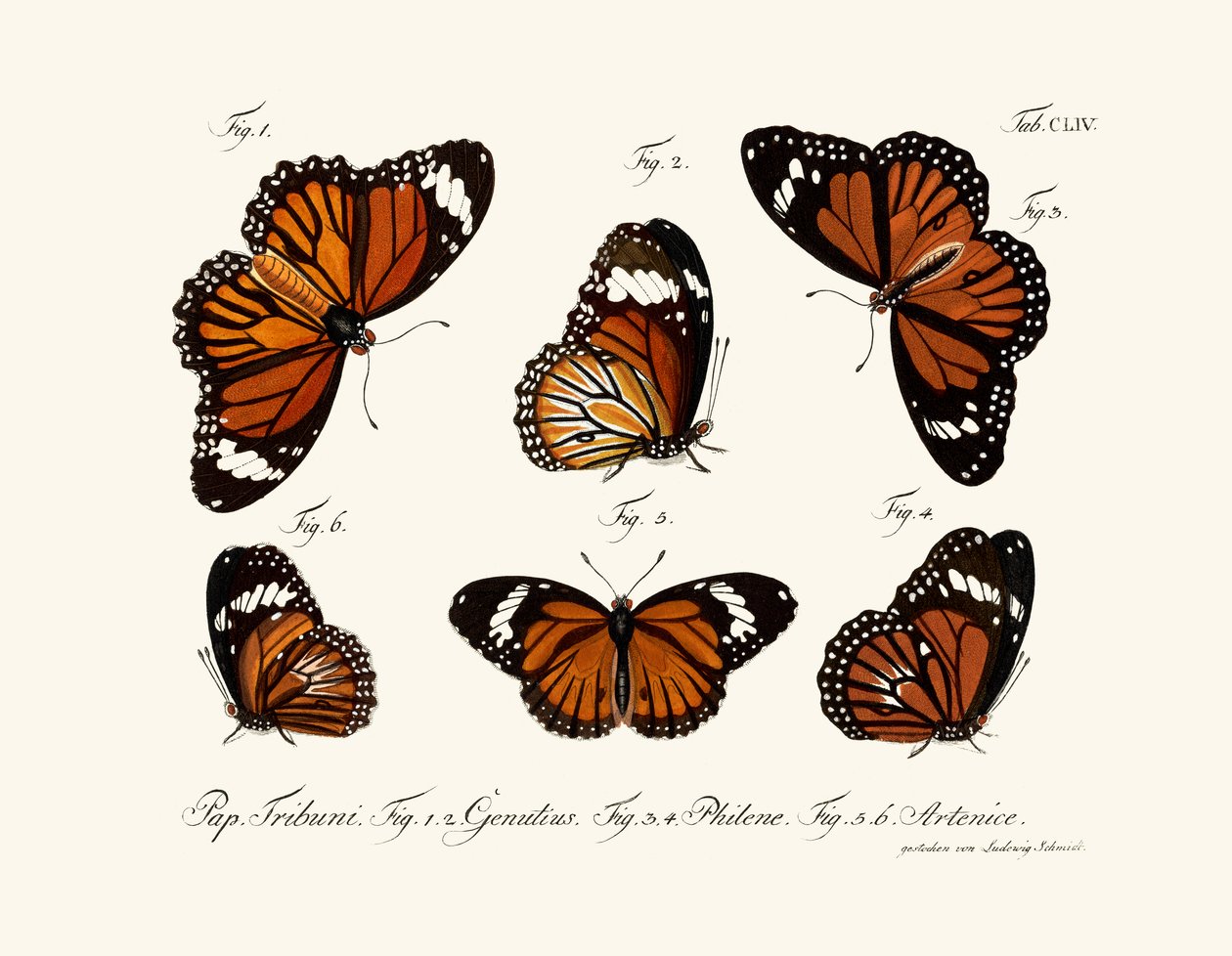 Papillons - German School