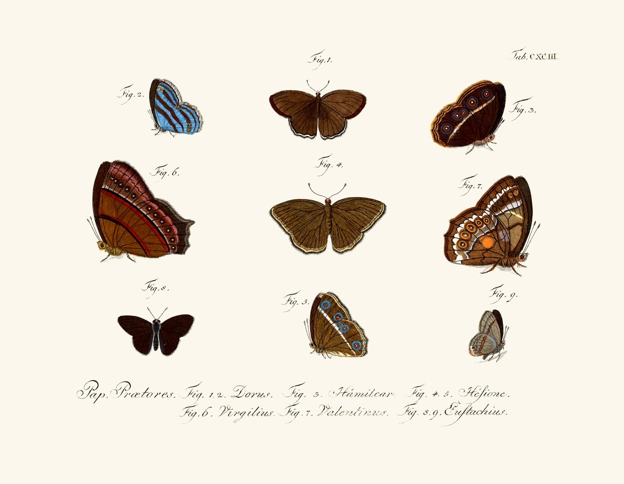 Papillons - German School
