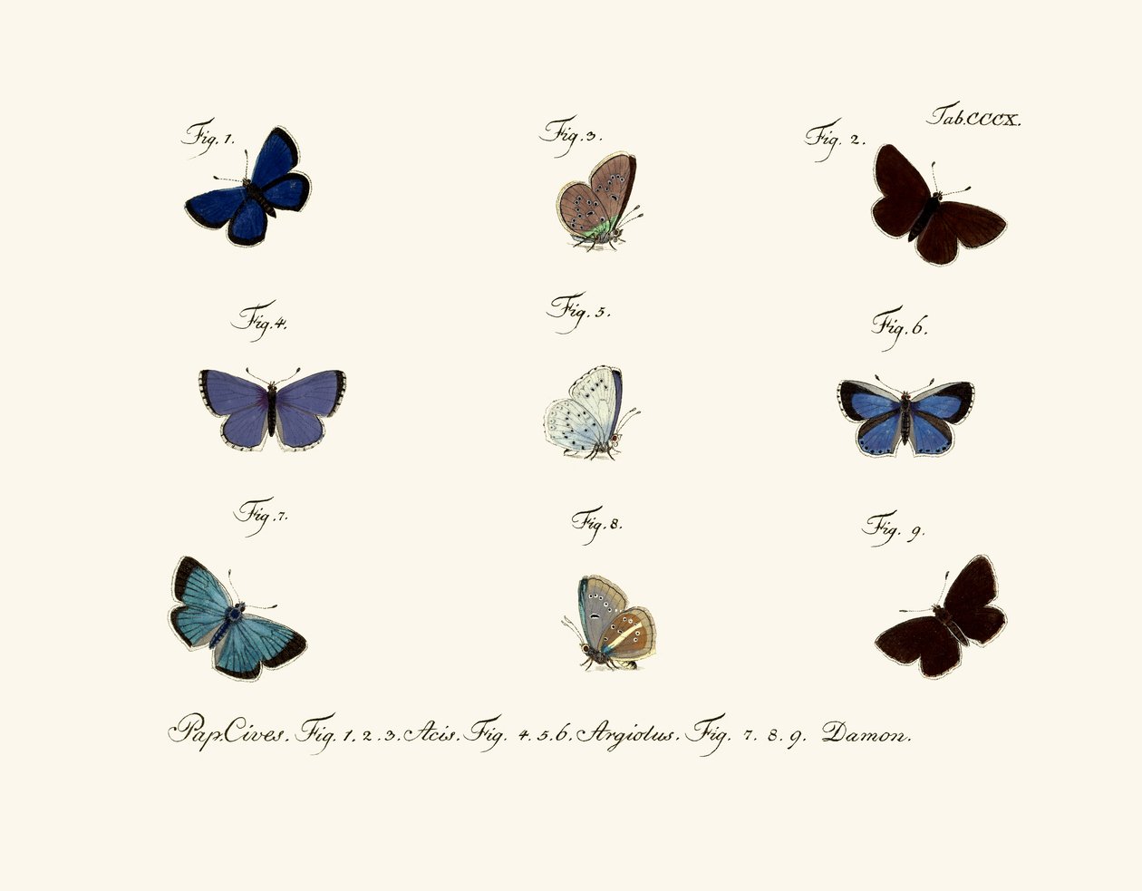 Papillons - German School