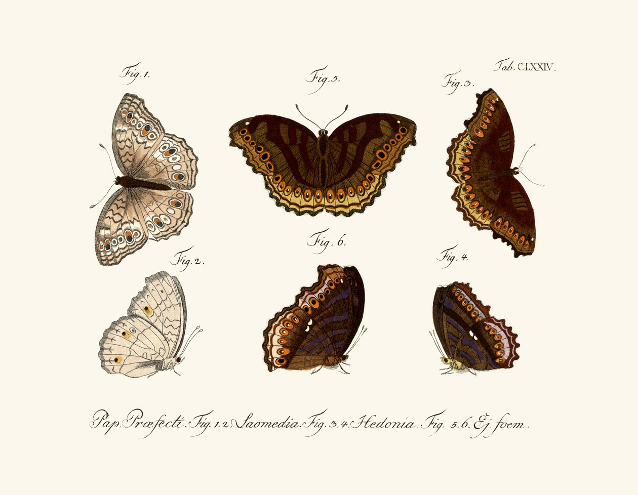 Papillons - German School