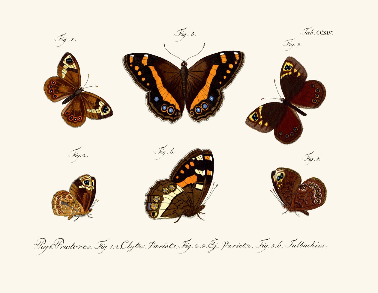 Papillons - German School