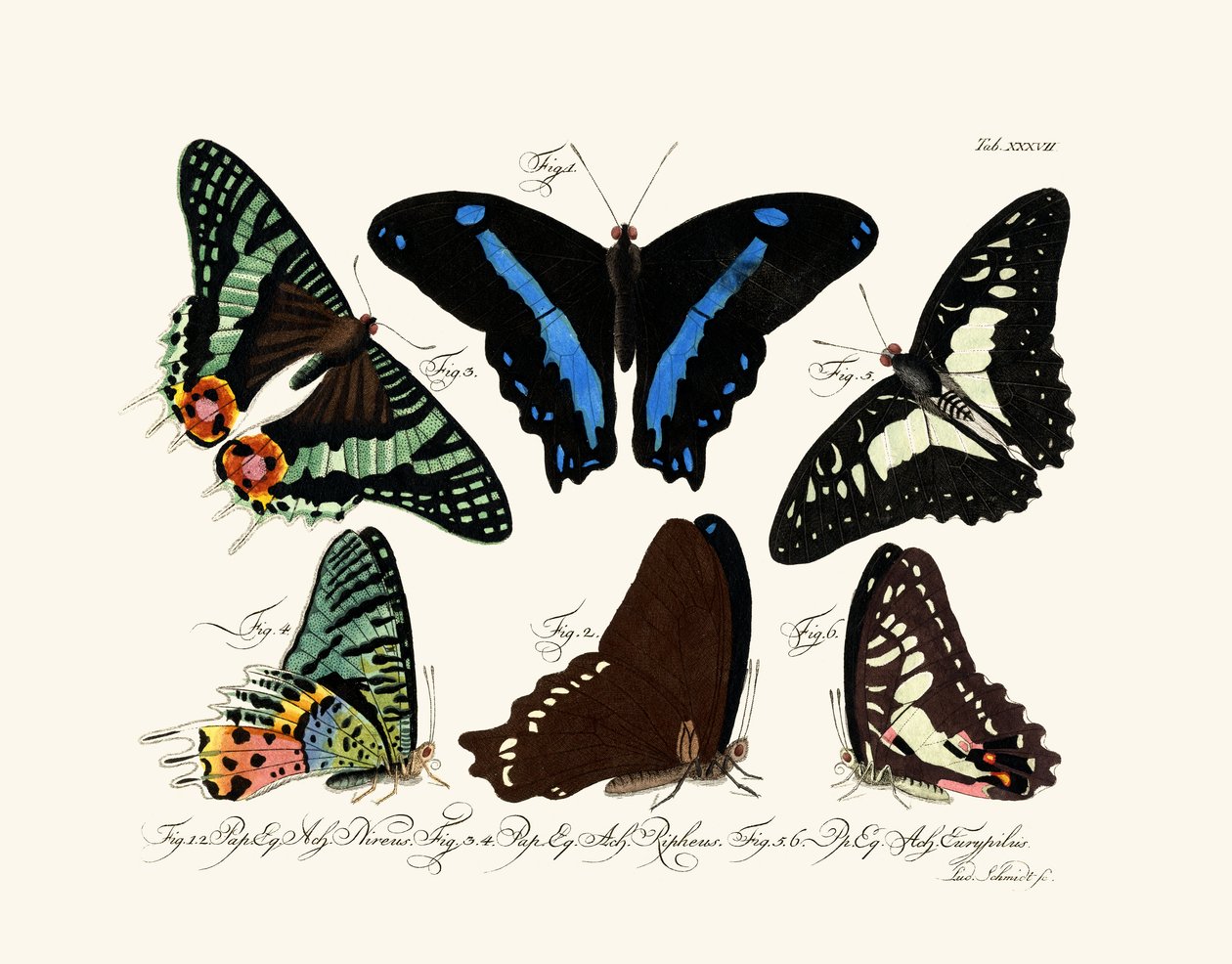 Papillons - German School