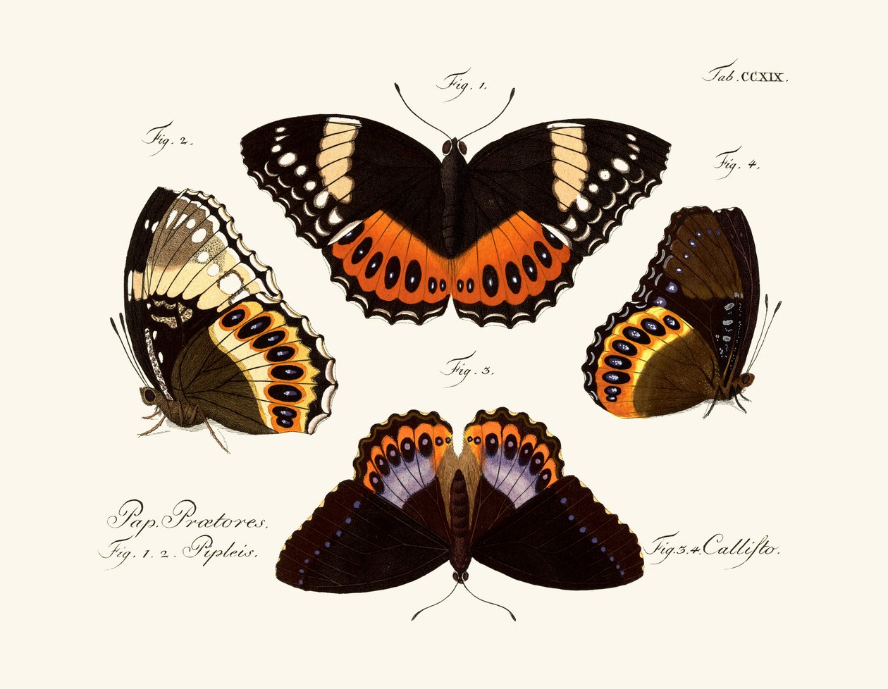 Papillons - German School