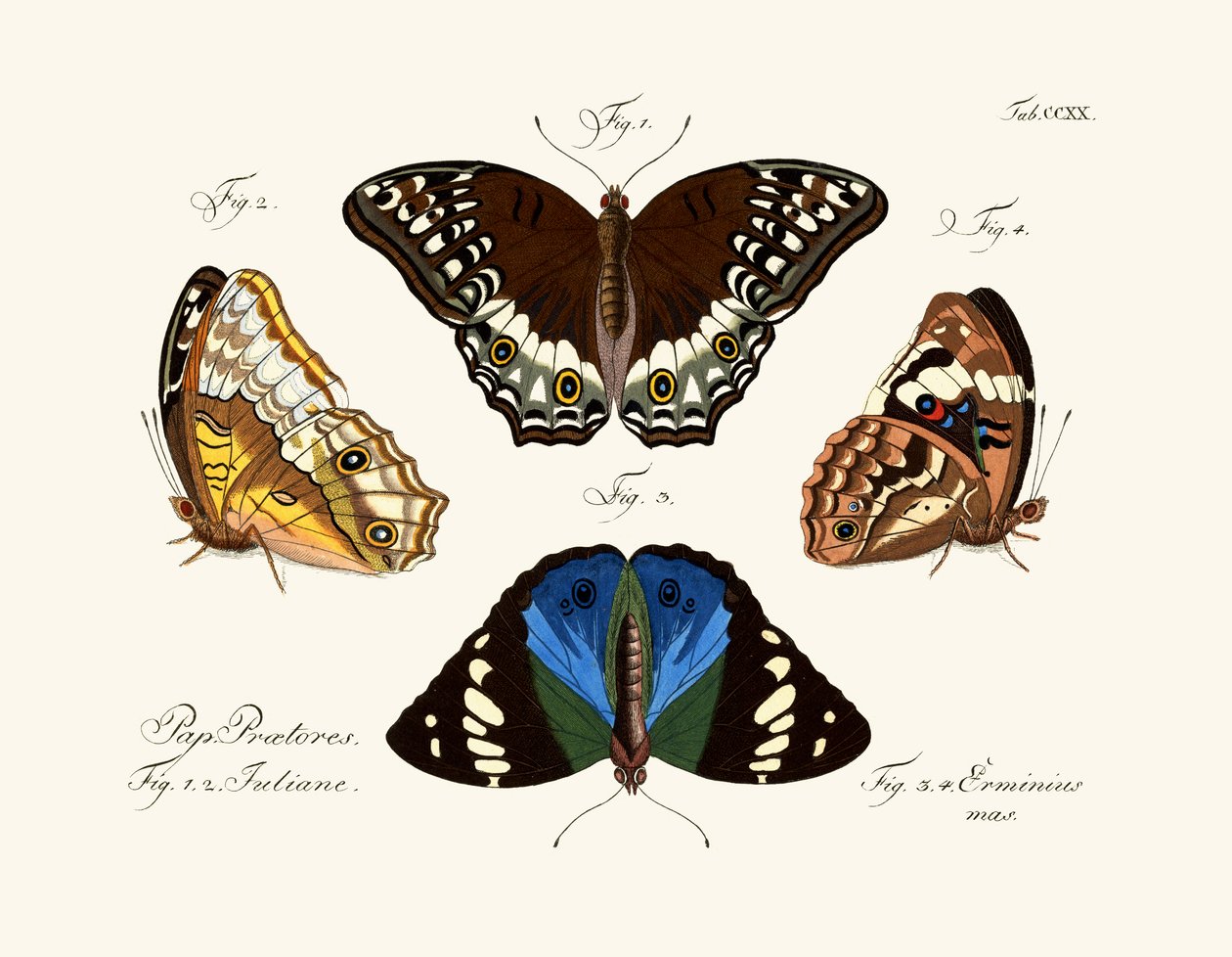 Papillons - German School