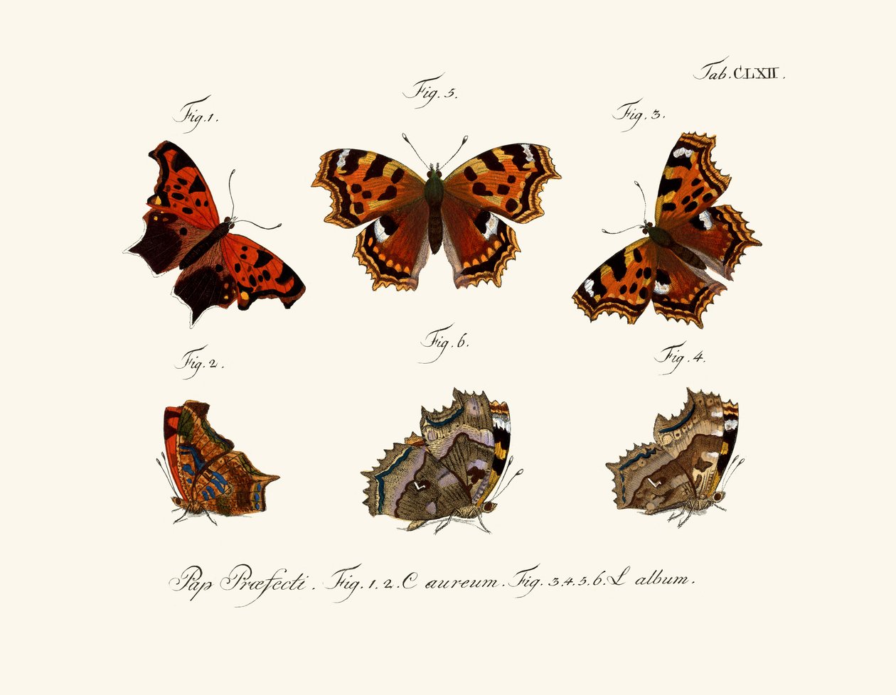 Papillons, 1783-1806 - German School