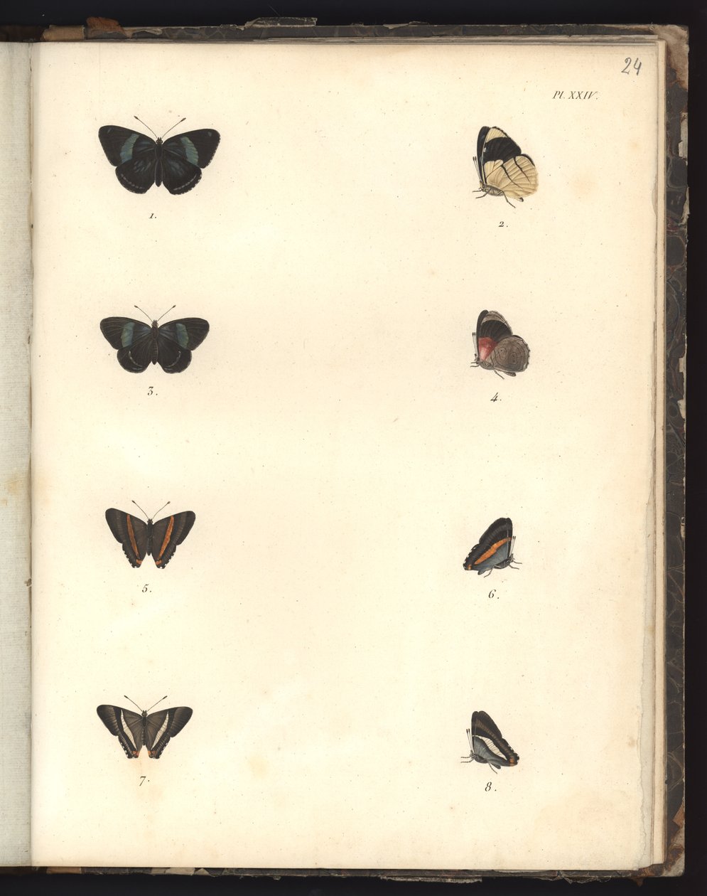 Papillons, Pl. XXIV, illustration de Recueil d