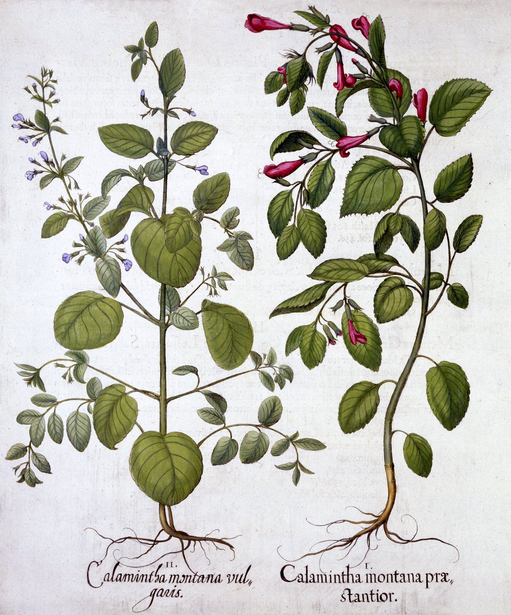 Calamints, de Hortus Eystettensis, par Basil Besler, pub. 1613 - German School