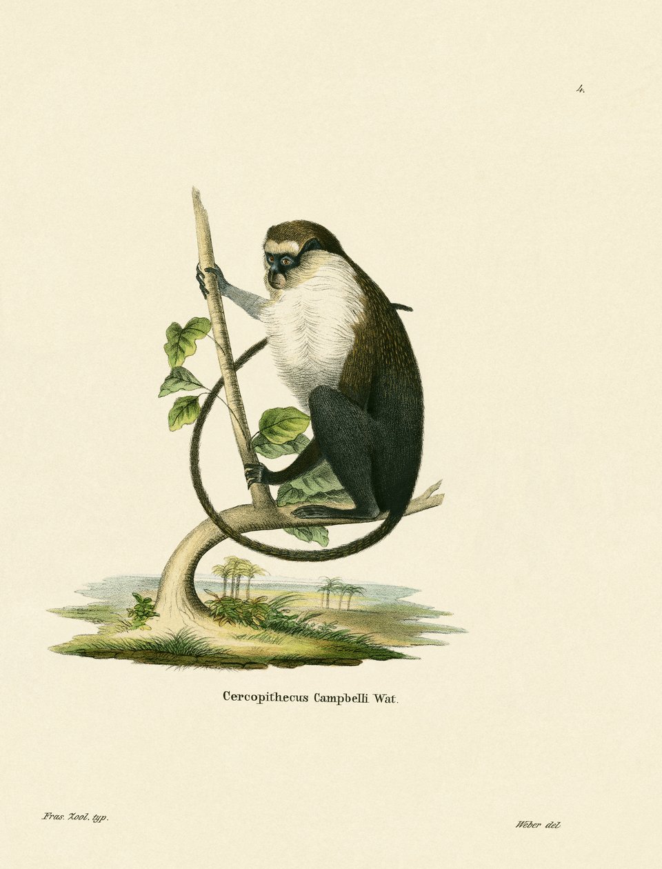 Singe Mona de Campbell - German School