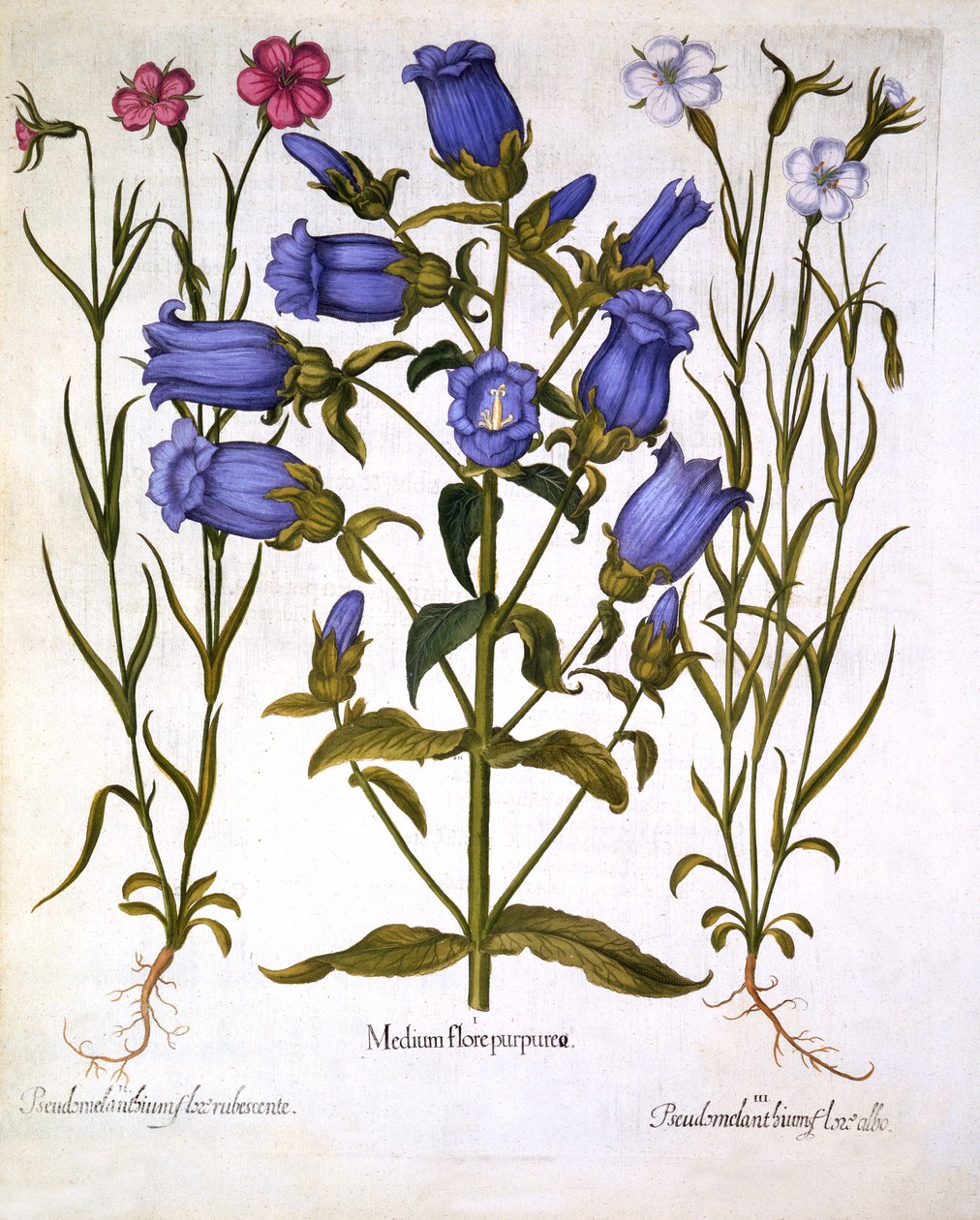 Canterbury Bells et Corn Cockles, de Hortus Eystettensis, par Basil Besler, pub. 1613 - German School